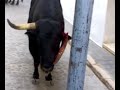 el toro del cuerno roto