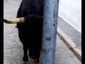 el toro del cuerno roto