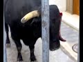 el toro del cuerno roto