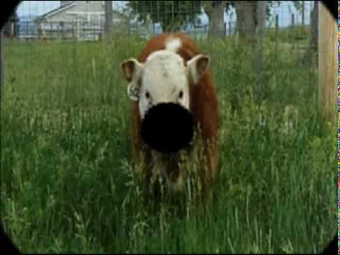 miniture herefords