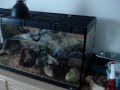 Beardies Get a Bigger Home!...So Does Lenny!