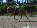 Poneys allemands freudenberg 2007