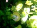 videos de Cuckoo Spit