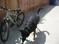 Our dog looks at nothing 2