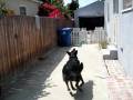 videos de Our dog looks at nothing 2
