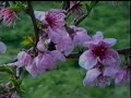 AIDA VERDI - Aida aria - Oh cieli azzurri - Ofelia Hristova