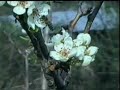 AIDA VERDI - Aida aria - Oh cieli azzurri - Ofelia Hristova