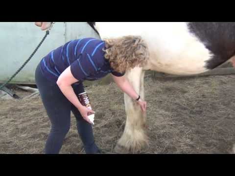 how to treat mud fever