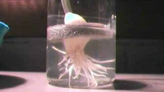 Garlic Clove Root Growth with Time Lapse.