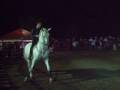 feria regional del caballo