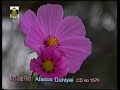 Kashmiri Songs