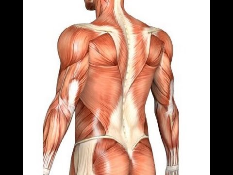 how to train slow twitch muscles