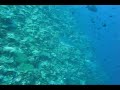 Palau Fun Day 1 (Sharks and more sharks at Blue corner, Chandelier Cave)