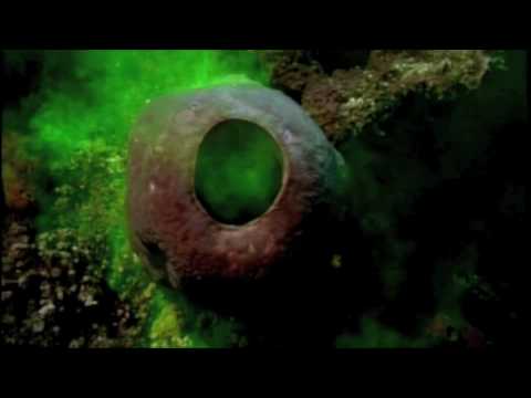 Sponge Feeding.mov