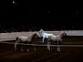 Arabian Horses from 2008 Equine Affaire