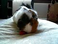 tomato eat