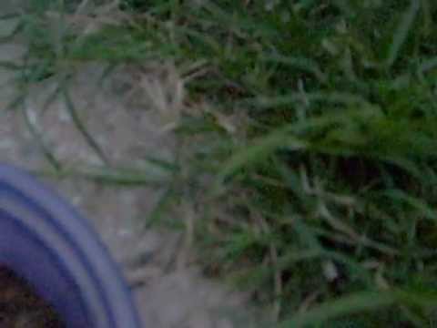 how to harvest venus flytrap seeds