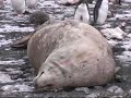 The Penguin Whisperer in Antarctica