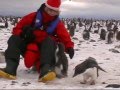 The Penguin Whisperer in Antarctica