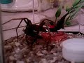 aranha armadeira devorando um gafanhoto
