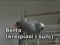 lietuviskai snekanti papuga