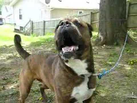 bullmastiff
