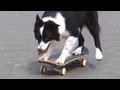 Dazzle's Dazzling Tricks