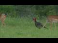 View Video