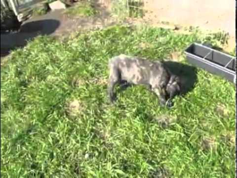 AKC Fawn Brindle Female-Ashley/Greco, Semper Fi