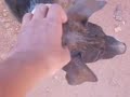 Arambol