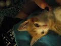 Thumper loving me
