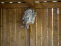 Barn Owls