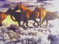 Horses-Stay to sharon Horses-Stay to sharon