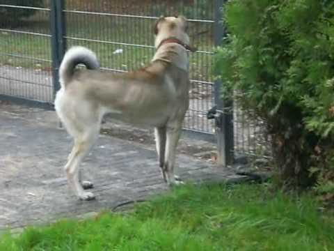 sivas kangal