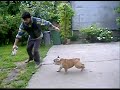 Bloodline of Molossia - Bonzo (English Bulldog playng)