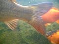 Fish in pond filmed with Fuji Finepix Z33WP waterproof camera