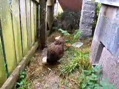 Bonnie the hen with 5 chicks Part 1