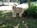 Labradoodle on the Hunt Labradoodle on the Hunt