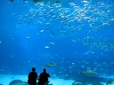 Big Room: Atlanta Aquarium Big Room: Atlanta Aquarium