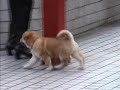 First Public Poo Poo