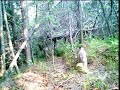 female lynx passes by Moultire Game camera outside Homer, Alaska, July 2009. Brad Josephs Lynx cat wildlife 