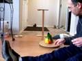 Baby Chi Chi goes for a train ride and conure fun