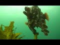 Cuttlefish attack