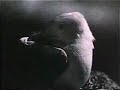 Bekijk muziek clip van Neil Diamond met Lonely Looking Sky