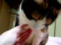 猫の手 - 食事の時 - Cat - meal time