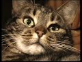Le Chat