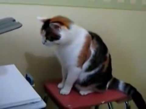 cat attack the printer