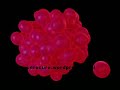 4 Cancer Cure so Watermark
