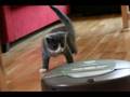 The-Sweet-little-Cat
