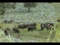 Yellowstone 2trip 2009 part 3